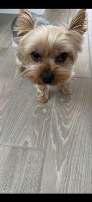 Swollen face, swollen eye area, developed large pink bumps on head.