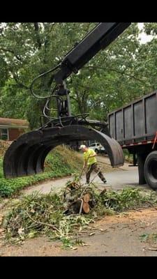 Treegorilla Tree Care Experts