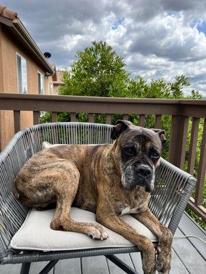 Scoop Masters Dog Poop Pick Up Service