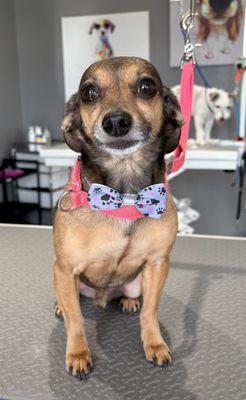 Bath & Brush with our highest quality, natural, ph balanced products for this adorable chihuahua mix.