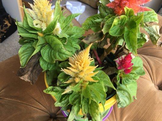 ManorCare Health Services-Wilmington