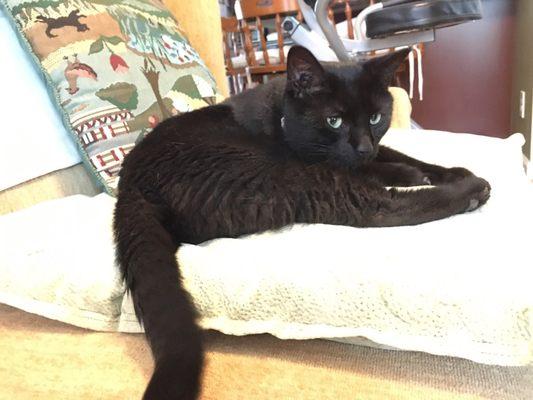 Keeping kitties well-fed & comfortable on the North Shore!