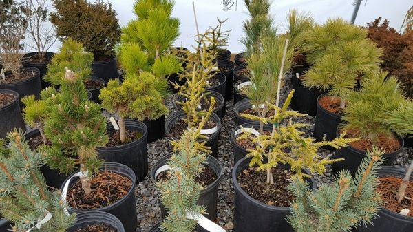 Mountain Meadows Nursery