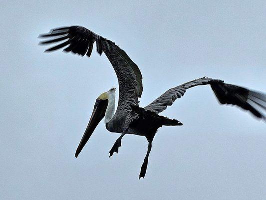 Cocoa Beach Dolphin Tours