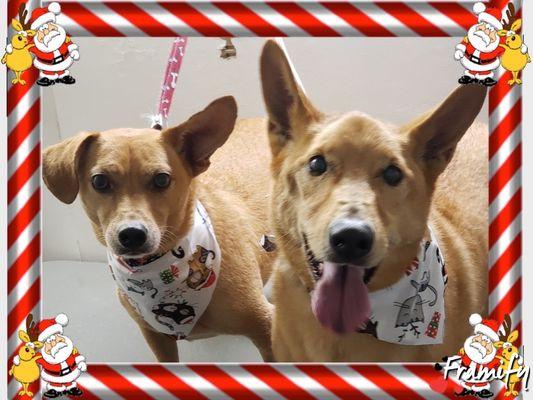 Rub-A-Dub Doggie Spaw