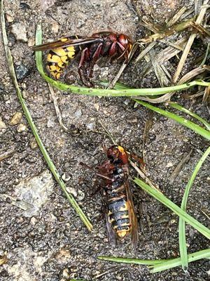 Rory Shoo’s Bugs Away Pest Services