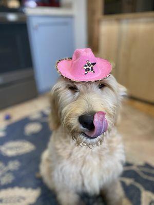 Woodlands Dog Kingdom