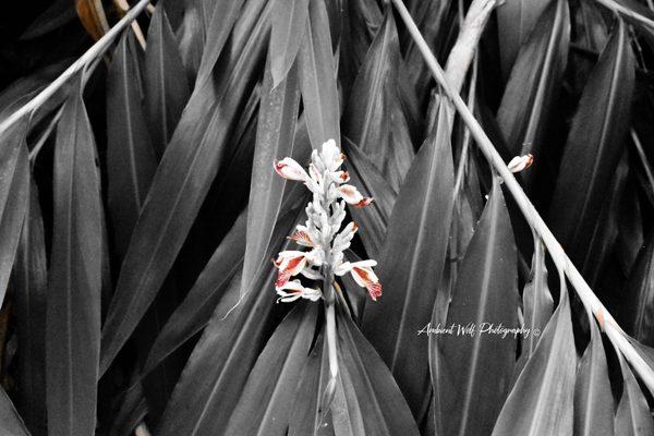 Ambient Wolf Photography