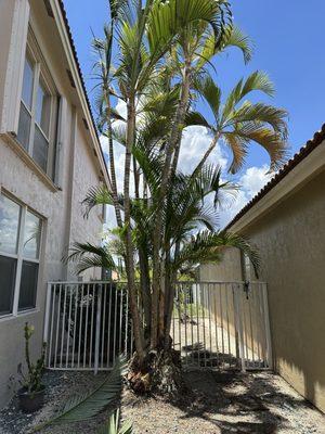 Cleared off house base area cleared too!