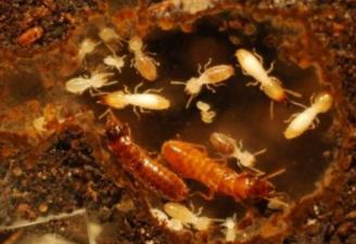 Termites!