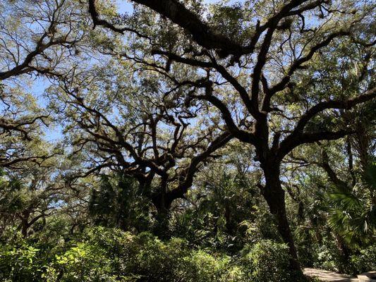 Beautiful Live Oaks are all around the preserve