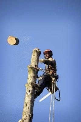 Genesis Tree Service