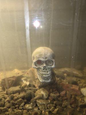 Thapedi Isaac M MD Facs Fics