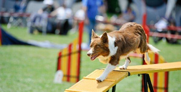 Kingmont French Bulldogs - Rally & Agility