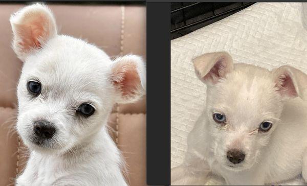 Animal Welfare Friends