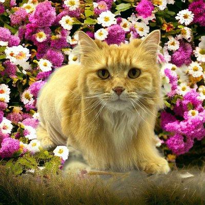 Fancy Pants Mobile Grooming