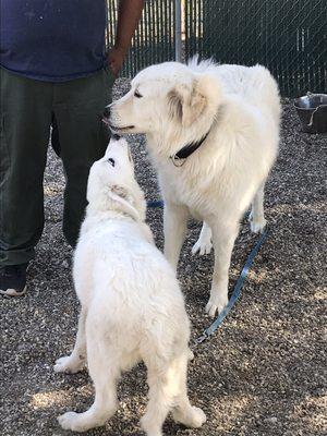 Animal Shelter Lompoc