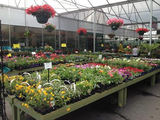 Spring colors exploding in the greenhouse