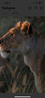 King always king no matter what