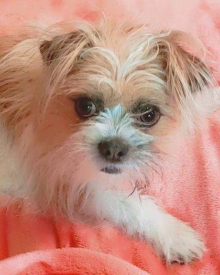 Heidi's Grooming and Boarding