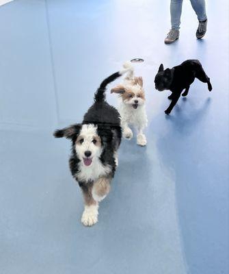 Wiggles Pet Resort in Middlebury