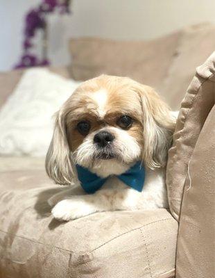Puppy Petite