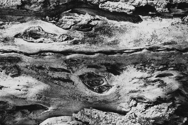 Kane Woods Nature Area