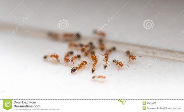 Ants