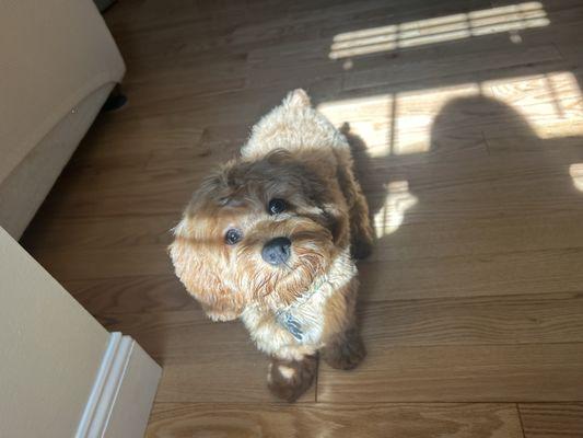 Bark Avenue Grooming