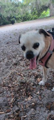 Outdoorsy Playtime Dogwash &Groom