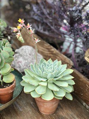 Succulents
