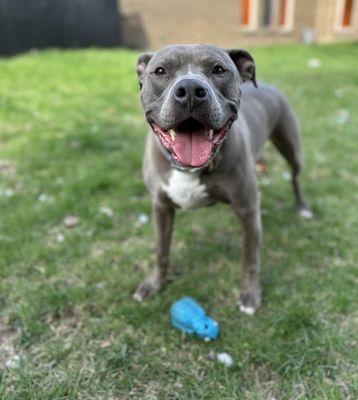 Sketchy Mutts and Underdogs