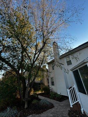 Crown & Root Tree Works