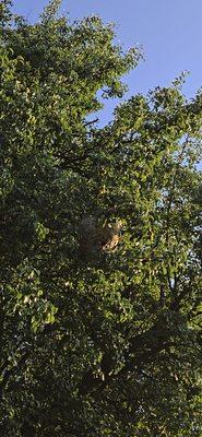 StruBees Pest Control