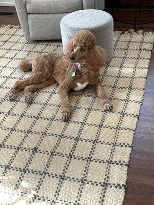 Pawms Pet Resort- Tuscaloosa