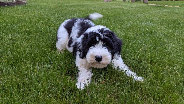 Old weedy area is now gorgeous turf