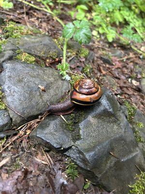 snail !
