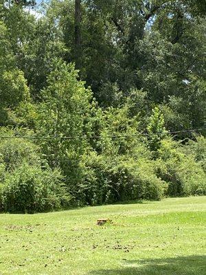 Guy’s tree service