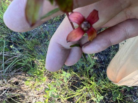 Manasota Scrub Preserve