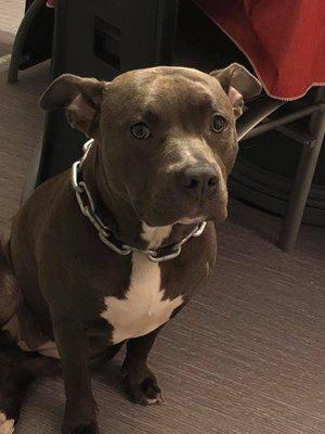 You let the monster broke the law while you're with him broke into my home stole my dog and you did not stop him