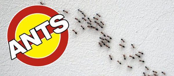 Anderson Pest Control LLC