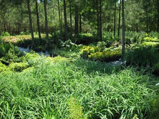 Smith Family Nursery