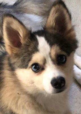 Pets Gone Wild Resort