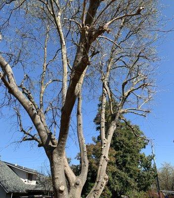 Yolo County Arborist