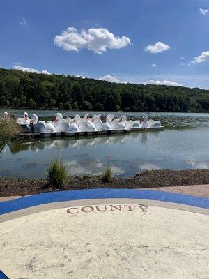 Swan paddle boats!