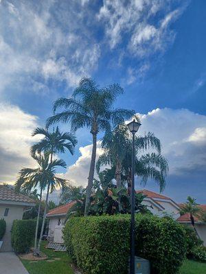 Travis Lee's Affordable Tree Service