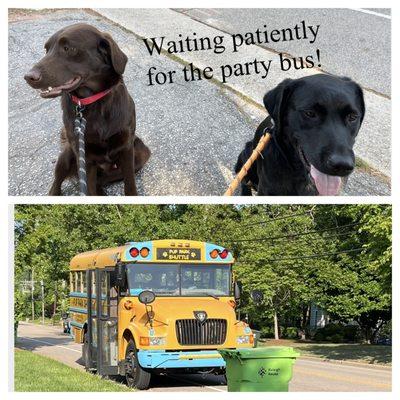 Waiting for the party bus!