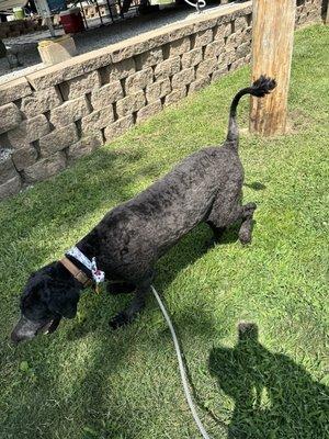 Pampered Pets Grooming Salon