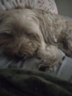 He doesn't even want to play,he just lays there all day crying.