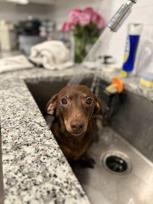 Dogtopia keeps him young. 15 and still runs toybox like he's 2.